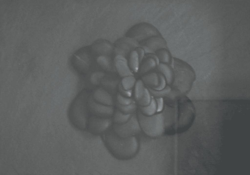 Flor – Paola León – 2008