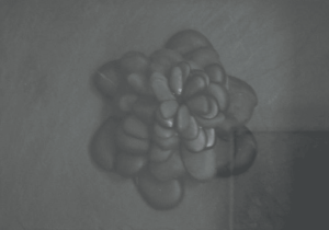 Flor – Paola León – 2008