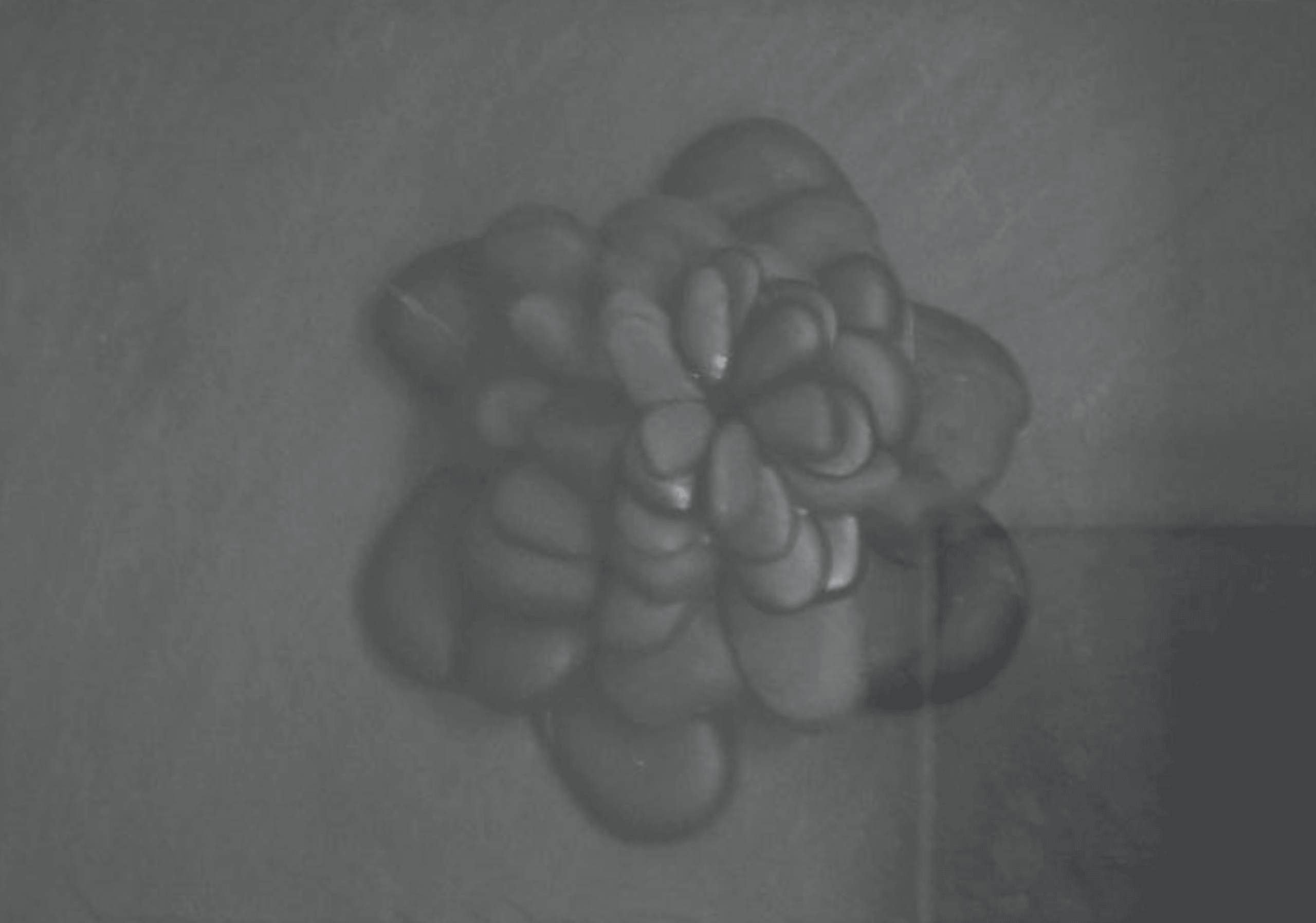 Flor – Paola León – 2008