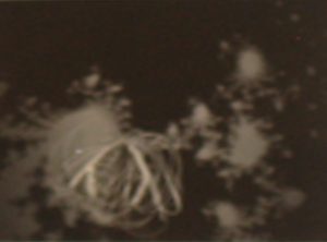 Fractal I – Blanca Muñoz – 2000